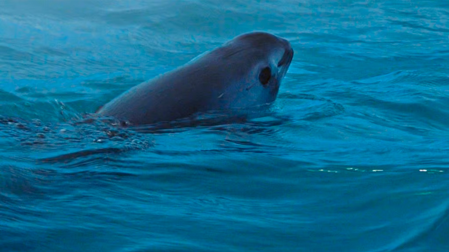 Evaluará EU a México sobre protección y medidas pendientes de la vaquita marina