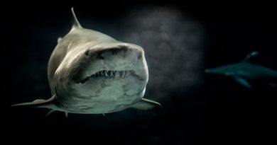 Tiburones se vuelven adictos a la cocaína que los carteles tiran en el mar