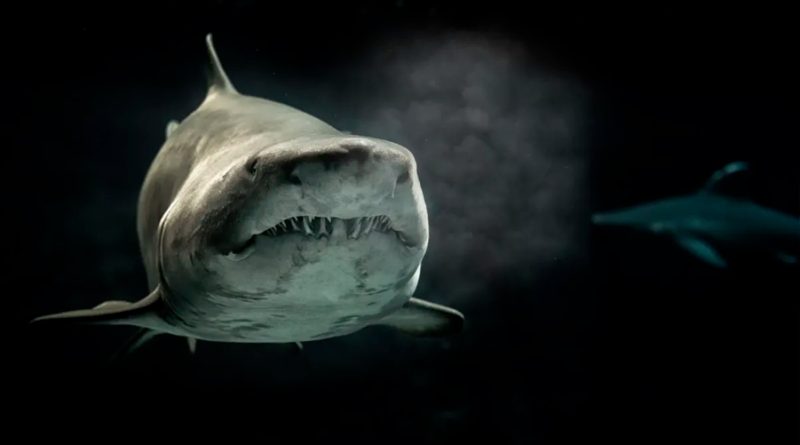Tiburones se vuelven adictos a la cocaína que los carteles tiran en el mar