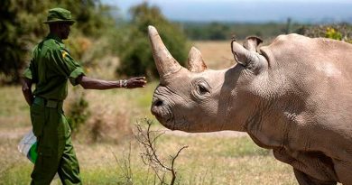 Logran obtener 5 embriones del casi extinto rinoceronte blanco del norte