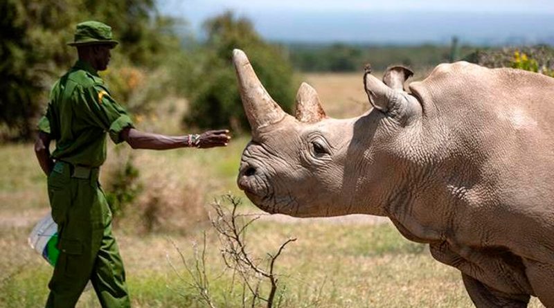 Logran obtener 5 embriones del casi extinto rinoceronte blanco del norte