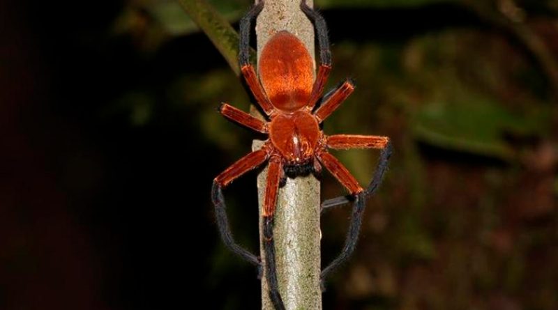 Descubren en la selva amazónica de Ecuador araña cangrejo gigante