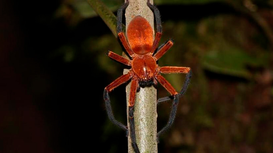 Descubren en la selva amazónica de Ecuador araña cangrejo gigante