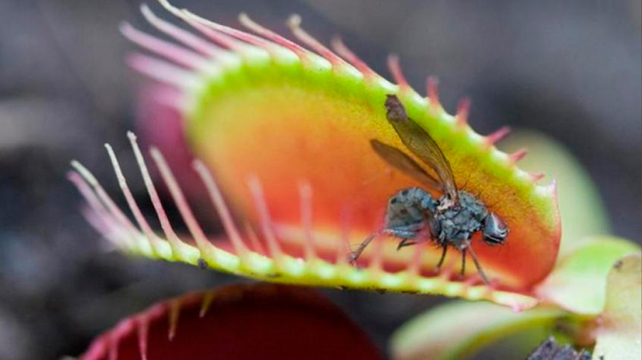 Descubren el mecanismo que hace que las plantas carnívoras atrapen un insecto cuando se posa en ellas