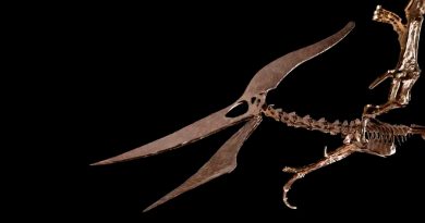 Un pteranodonte de 85 millones de años vendido  por 3.9 millones de dólares