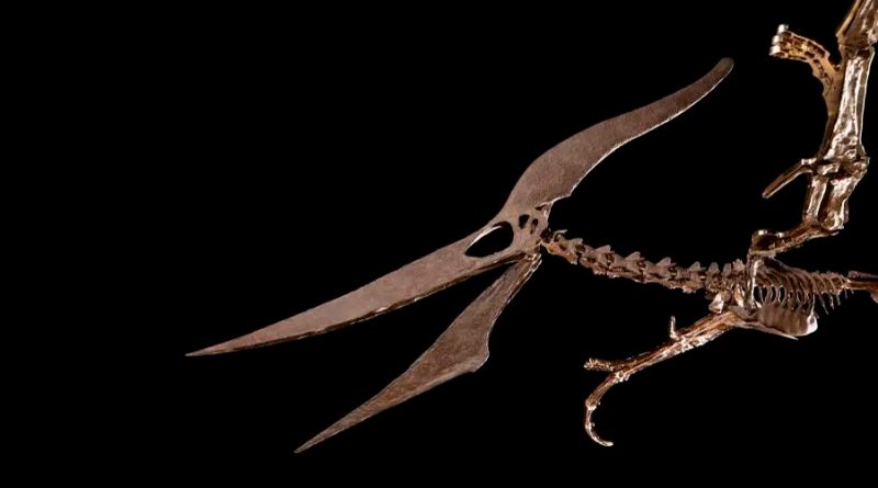 Un pteranodonte de 85 millones de años vendido  por 3.9 millones de dólares