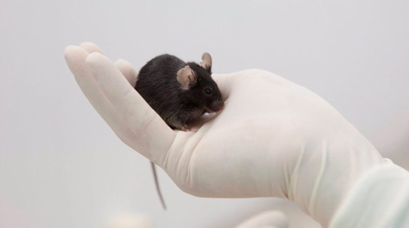 Nueva terapia de nanopartículas lipídicas-ARNm combate el melanoma en modelos de ratón