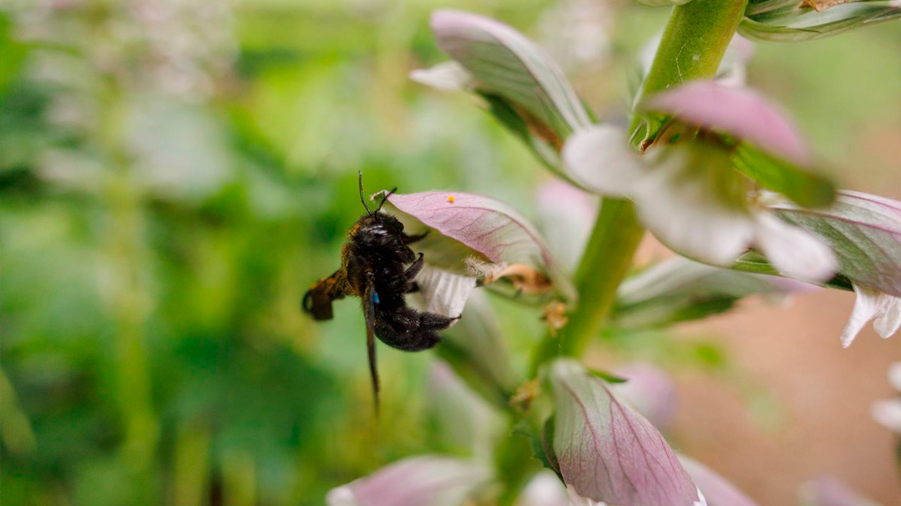 Abejas y avispas usan el mismo diseño para unir hexágonos