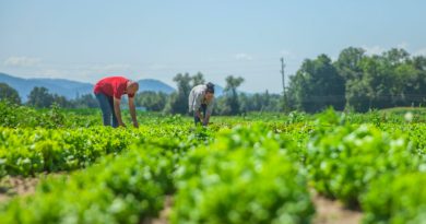 Especialistas de la UNAM desarrollan app gratuita para mejorar cultivos agrícolas