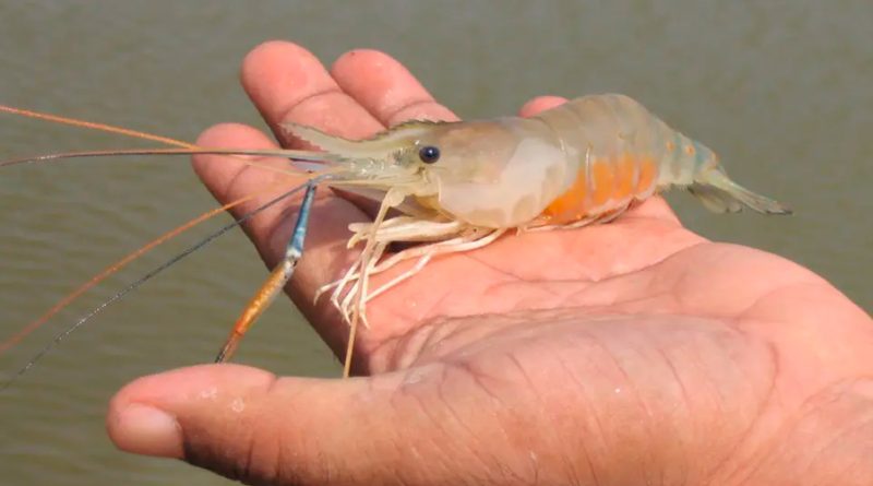 Un mapa para el camarón del futuro: La genómica como clave en la acuicultura sostenible