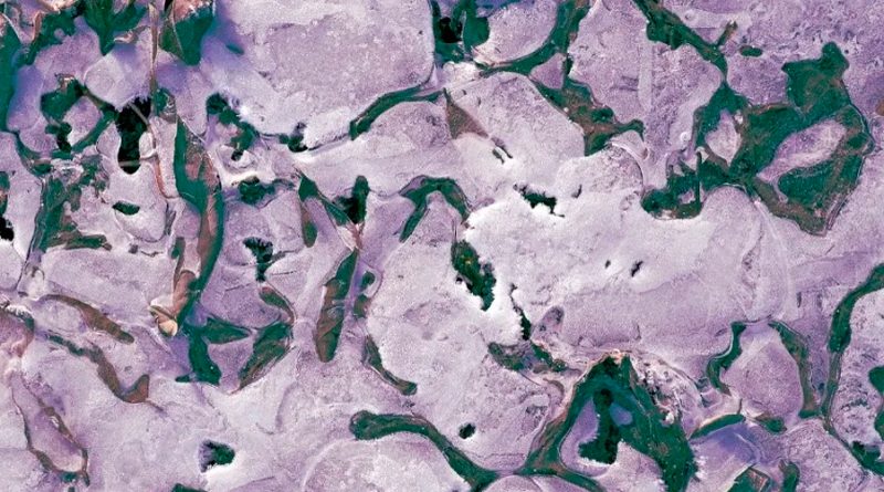 Gusanos nematodos fueron revividos tras estar congelados durante 46 mil años en Siberia