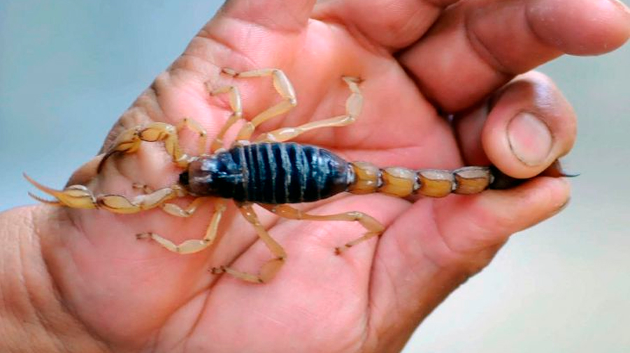 La UNAM crea antivenenos con los alacranes más peligrosos del mundo