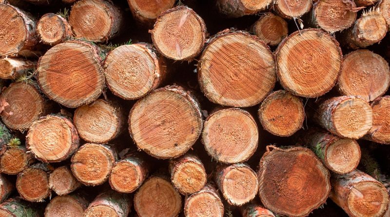 Crean árboles genéticamente editados para producir madera ecológica