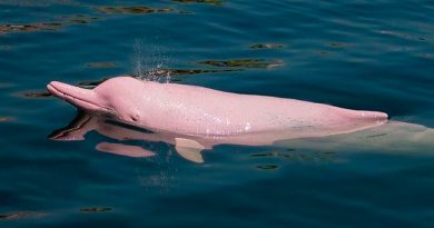 Investigadores logran escuchar a los delfines de río en peligro de extinción en Amazonas