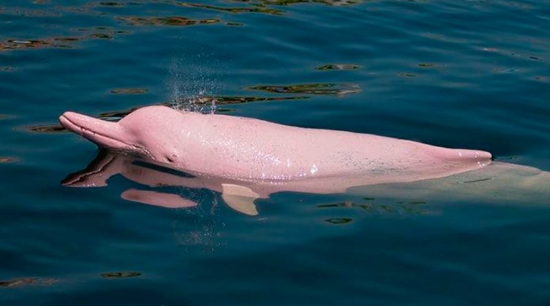 Investigadores logran escuchar a los delfines de río en peligro de extinción en Amazonas