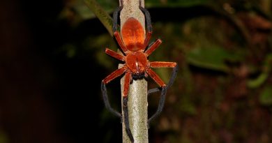 Descubren una nueva especie de araña cangrejo gigante en los bosques tropicales de la Amazonia