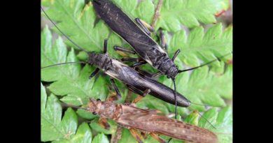 Un insecto se hace pasar por otro venenoso para no ser comido