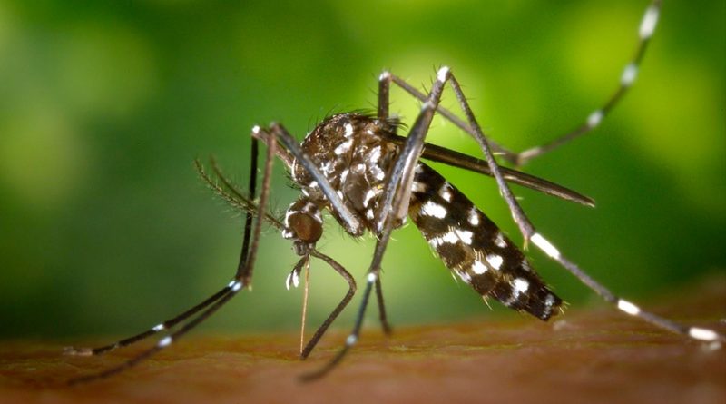 ¿Por qué necesitamos a los mosquitos?