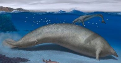 Descubren en Perú restos del animal más grande de todos los tiempos