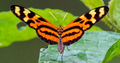 Compuesto de alas de mariposas tiene potencial como nueva fuente de energía