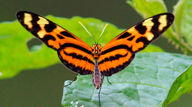 Compuesto de alas de mariposas tiene potencial como nueva fuente de energía