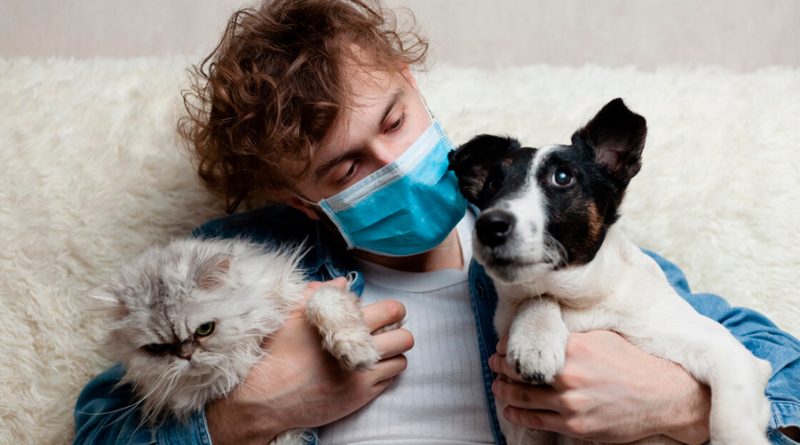 Demuestran que las mascotas no contagiaron a los humanos en la pandemia de covid-19