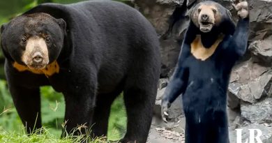 ¿Cómo es el oso malayo que pensaron que era un humano disfrazado en China?