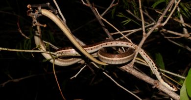 Descubren en Vietnam nueva especie de serpiente color bronce