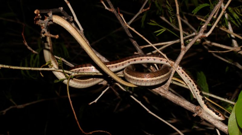 Descubren en Vietnam nueva especie de serpiente color bronce