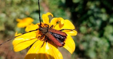 ¿Por qué son importantes los escarabajos de cuernos largos?