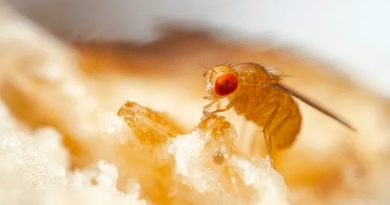 Un pequeño insecto eyacula espermatozoides mil veces más grandes que los del humano