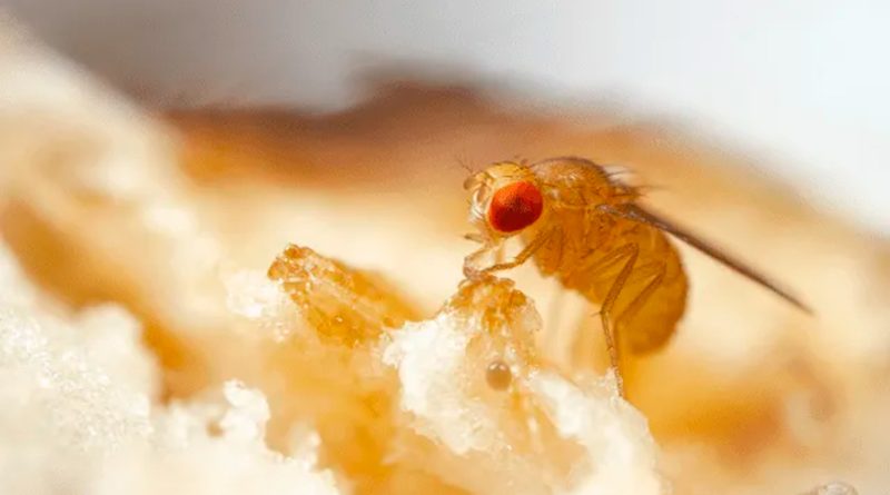 Un pequeño insecto eyacula espermatozoides mil veces más grandes que los del humano
