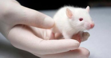 Una vacuna experimental contra el virus de Epstein-Barr logra resultados 'prometedores' en ratones