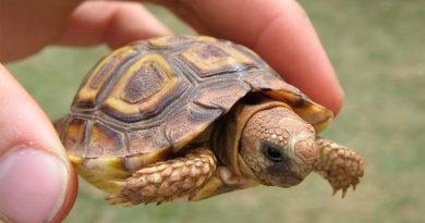 Nueva explicación al dispar tamaño de las tortugas