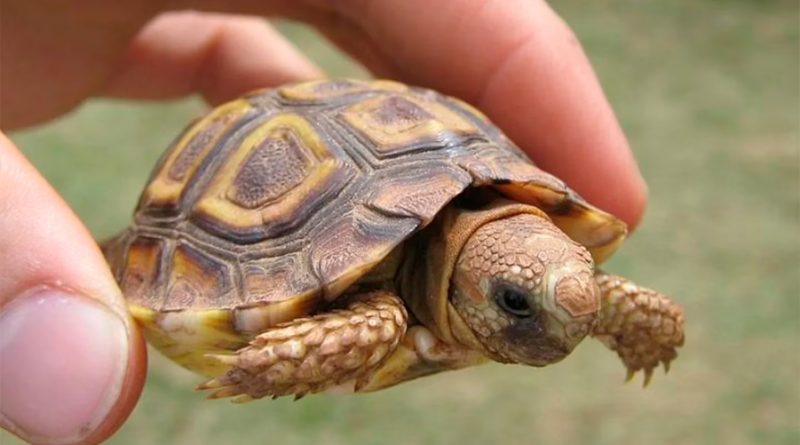 Nueva explicación al dispar tamaño de las tortugas