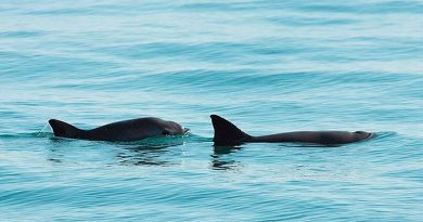 No es 'demasiado tarde' para salvar a la vaquita marina pese a alerta de extinción, dice WWF