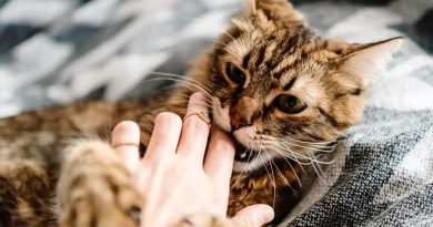 La mordedura de un gato provoca en un hombre una infección desconocida para la ciencia