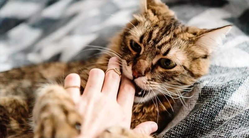 La mordedura de un gato provoca en un hombre una infección desconocida para la ciencia