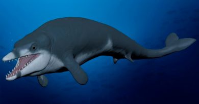 Nueva especie de ballena extinta descubierta en el desierto egipcio