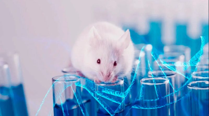 Desarrollan un hígado 'humanizado' en ratones para estudiar enfermedades hepáticas