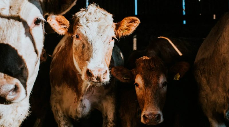 Se aproxima una generación de vacas modificadas para luchar contra el cambio climático