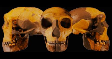 Descubren un cráneo perteneciente a una variedad desconocida de homínidos