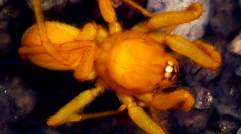 Descubren una nueva especie de ‘araña duende’ con seis ojos