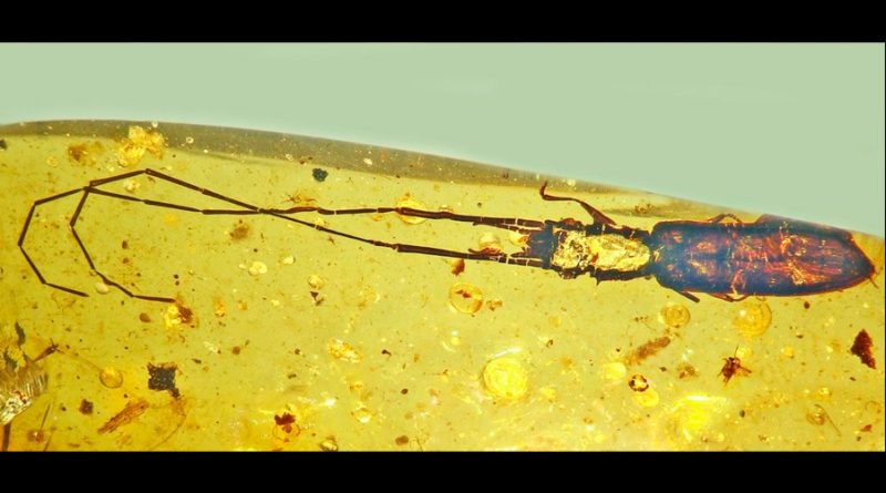 Un escarabajo ancestral usó enormes antenas para luchar por las hembras