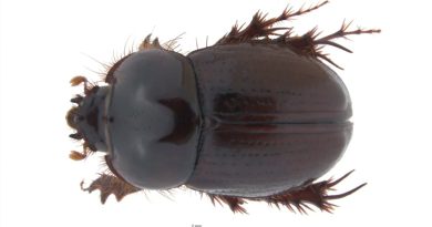 Este es el nuevo escarabajo con genitales únicos que fue descubierto en Colombia