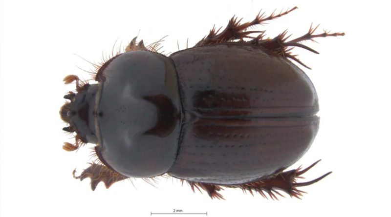Este es el nuevo escarabajo con genitales únicos que fue descubierto en Colombia