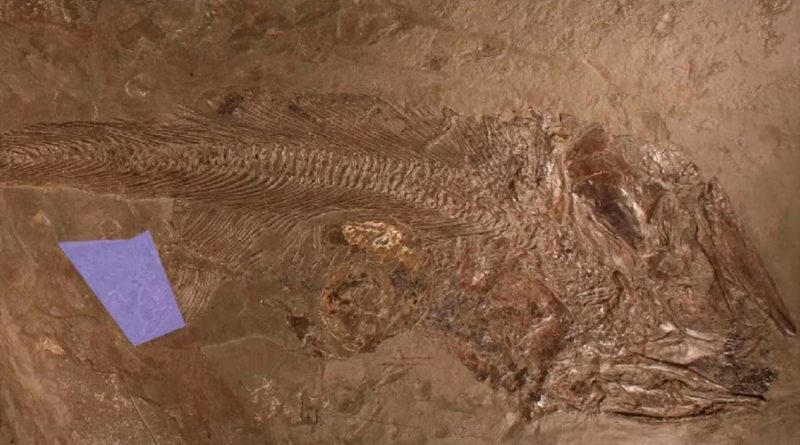 Este pez, de 180 millones de años, al parecer murió ahogado por su cena gigante