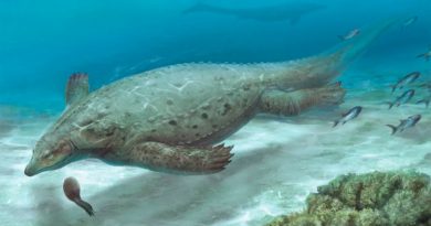 Prosaurosphargis yingzishanensis: encontrado en China un fósil del 'lagarto tortuga'