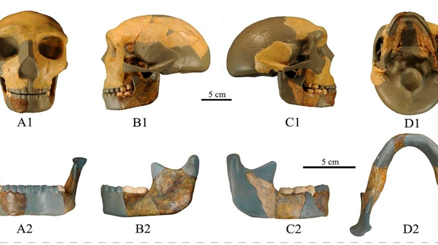 Descubren cráneo de un nuevo linaje humano en China: sería una mezcla de homínidos