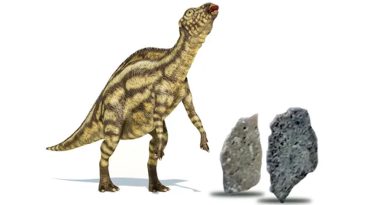 Investigador mexicano descubre proteínas ancestrales en cascarones de dinosaurio